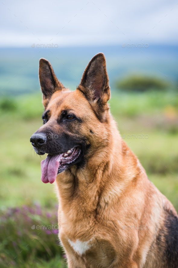 german shepherd face german shepherd face
